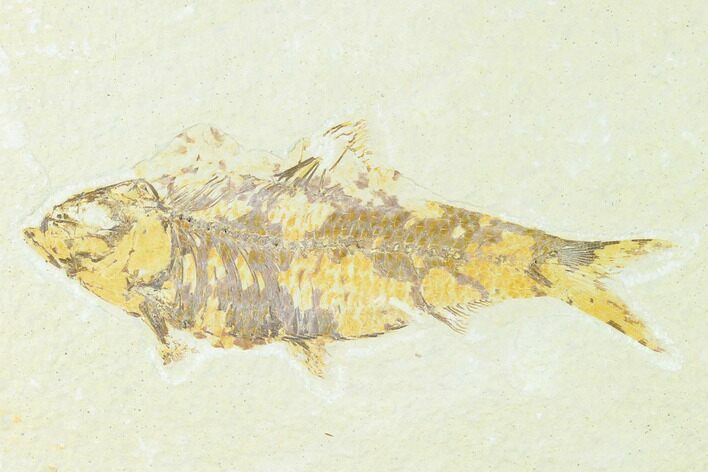 Bargain, Fossil Fish (Knightia) - Wyoming #148546